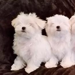 Maltese Puppies from Avante Maltese