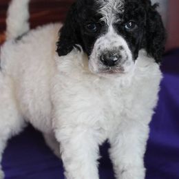 Poodle Puppies from DuBois Standard Poodles