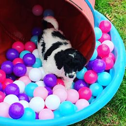 Poodle Puppies from Crystal Creek Standard Poodles