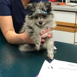 Pomeranian Puppies from Pampered Pomeranians