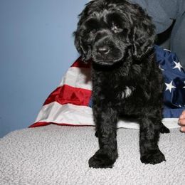 Portuguese Water Dog Puppies from Saltydawg PWDs