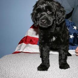 Portuguese Water Dog Puppies from Saltydawg PWDs