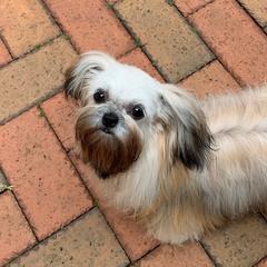 Mi-Ki Puppies from Rare Gem Mi-Ki’s LTD