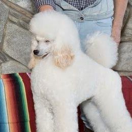 Jay Jay - Miniature Poodle