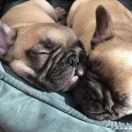  Puppies from Creme De La Creme French Bulldogs