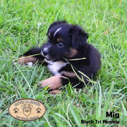 Rafter JM Aussies breeder of Miniature Australian Shepherd