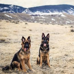 German Shepherd Puppies from Lost Creek German Shepherds LLC