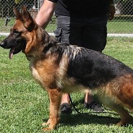 German Shepherd All Grown Up from Treue Herz German Shepherds