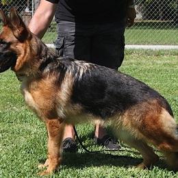 German Shepherd All Grown Up from Treue Herz German Shepherds
