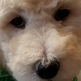 Poodle Puppies from Countryside Standard Poodles