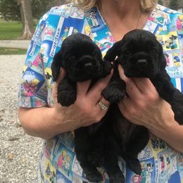 Cocker Spaniel Puppies from Ashwood Cockers