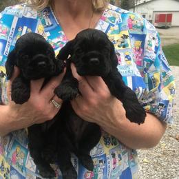 Cocker Spaniel Puppies from Ashwood Cockers