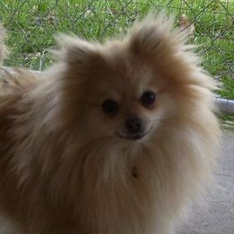 Pomeranian adult dog