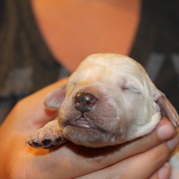 Standard Poodle Puppies from Azel Standard Poodles