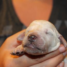 Standard Poodle Puppies from Azel Standard Poodles