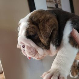 English Bulldog and Pembroke Welsh Corgi Puppies from Double T's Bulldogs