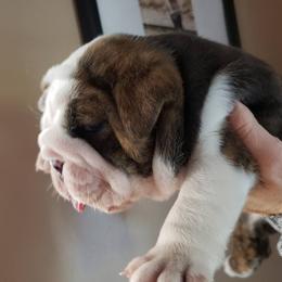 English Bulldog and Pembroke Welsh Corgi Puppies from Double T's Bulldogs