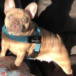 Harlow - French Bulldog