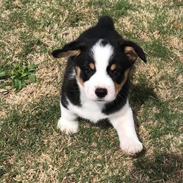  Puppies from Diamond G Corgis