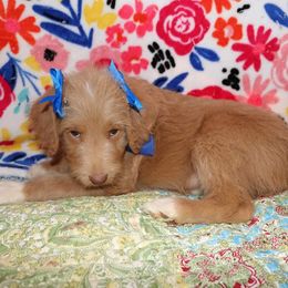 Labradoodle Puppies from Renee Cornish