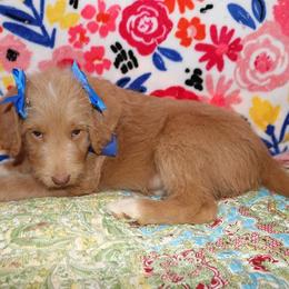 Labradoodle Puppies from Renee Cornish
