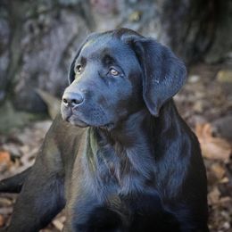 Iron Hill Retrievers breeder of Labrador Retriever