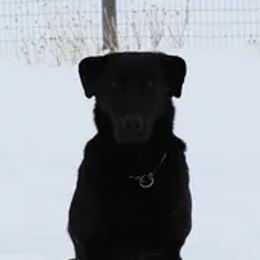 Breeze - Labrador Retriever