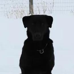 Breeze - Labrador Retriever