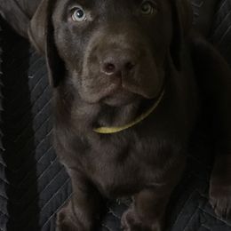 Labrador Retriever Puppies from New Life Labradors