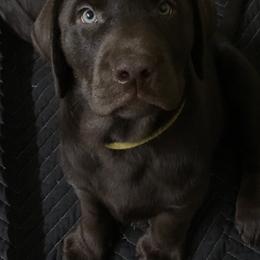 Labrador Retriever Puppies from New Life Labradors