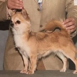 Missy - Chihuahua
