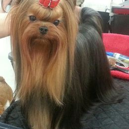 Dolce - Yorkshire Terrier