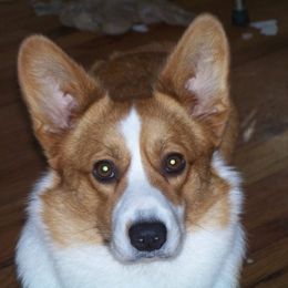 Conner - Cardigan Welsh Corgi