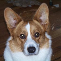 Conner - Cardigan Welsh Corgi