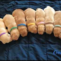 Labrador Retriever Puppies from GocheeLabs