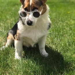 Pembroke Welsh Corgi Puppies from Walkabout's Pembroke Corgi's