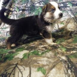 German Shepherd Puppies from Rain's Legacy German Shepherds