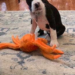 Boxer Puppies from BellRidge Boxers