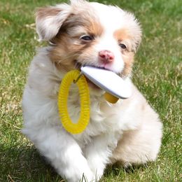 Misty's Toy Aussies breeder of Australian Shepherd