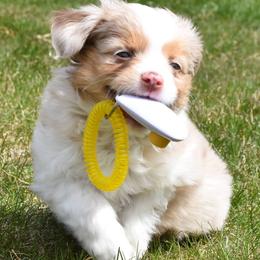 Misty's Toy Aussies breeder of Australian Shepherd