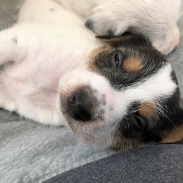 Jack Russell Terrier Puppies from Hidden Acres Working Jack Russell Terriers
