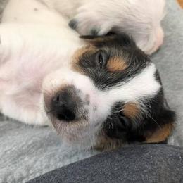 Jack Russell Terrier Puppies from Hidden Acres Working Jack Russell Terriers