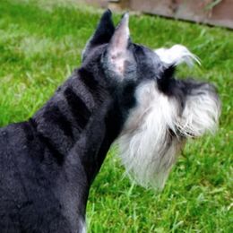 Dreamer - Miniature Schnauzer