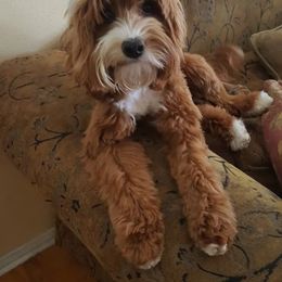 Macy - Australian Labradoodle