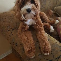 Macy - Australian Labradoodle