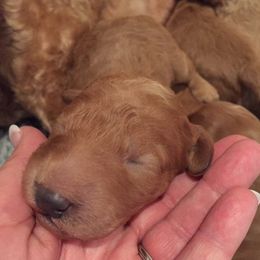 Australian Labradoodle Puppies from North Country Australian Labradoodles