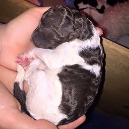 Poodle Puppies from Crystal Creek Standard Poodles