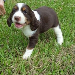 English Springer Spaniel Puppies from Webster Springers