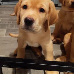 Labrador Retriever Puppies from Farmhouse Labradors