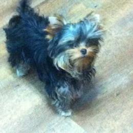 Yorkshire Terrier All Grown Up from Ty Ava Yorkies